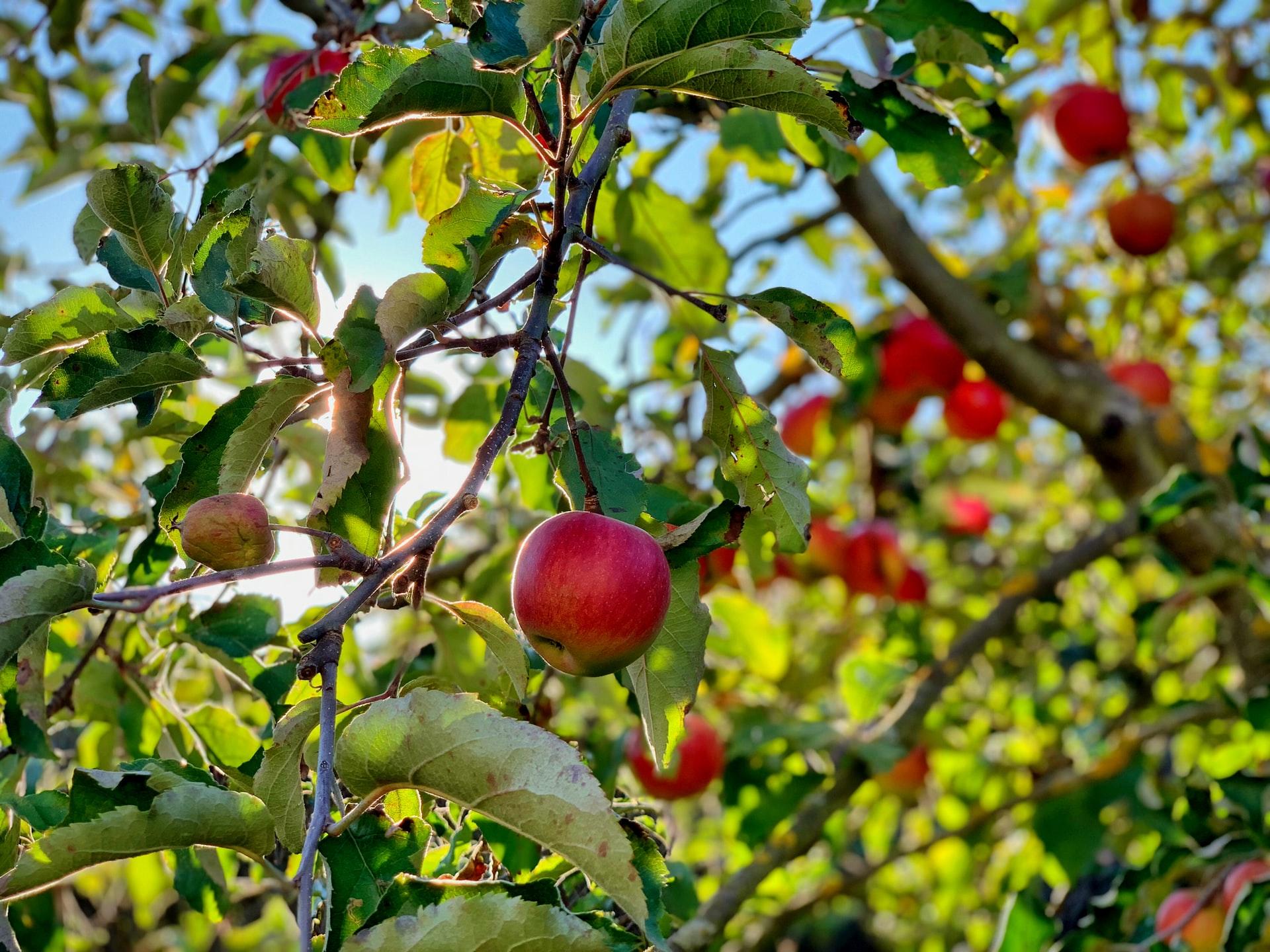 macieira com várias maças em destaque