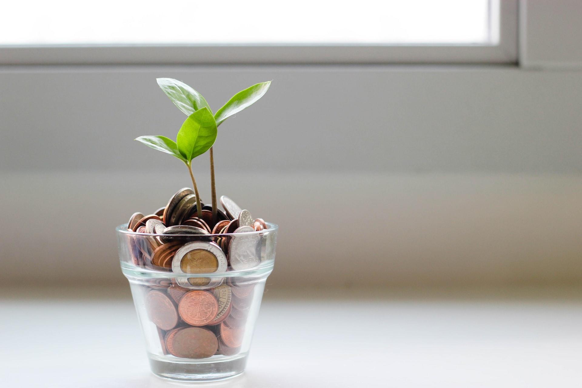 Vaso repleto de moedas e uma planta
