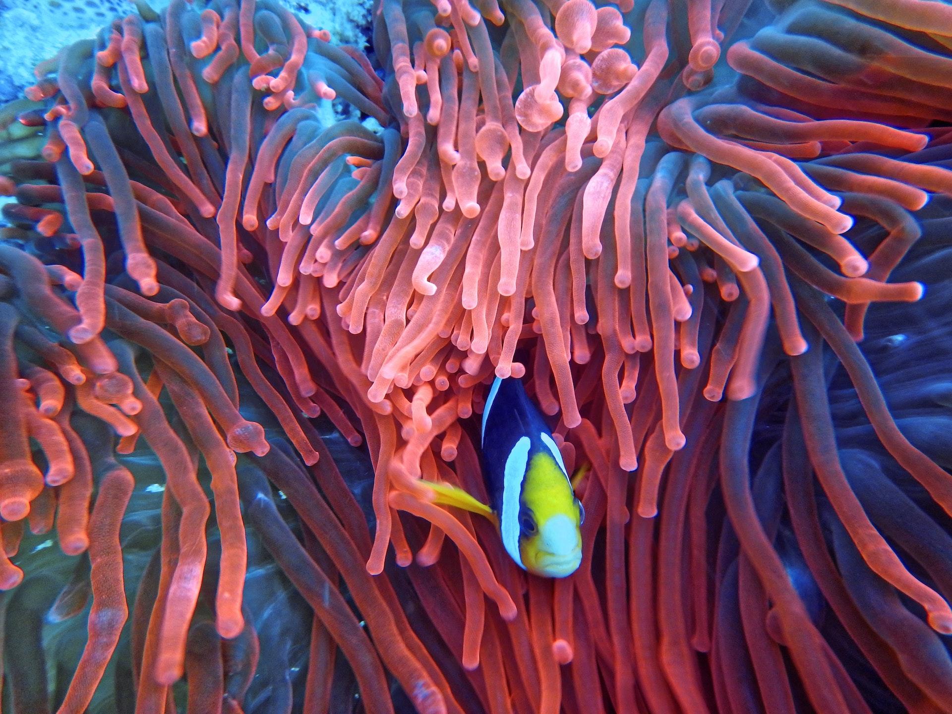 peixe dentro de um coral