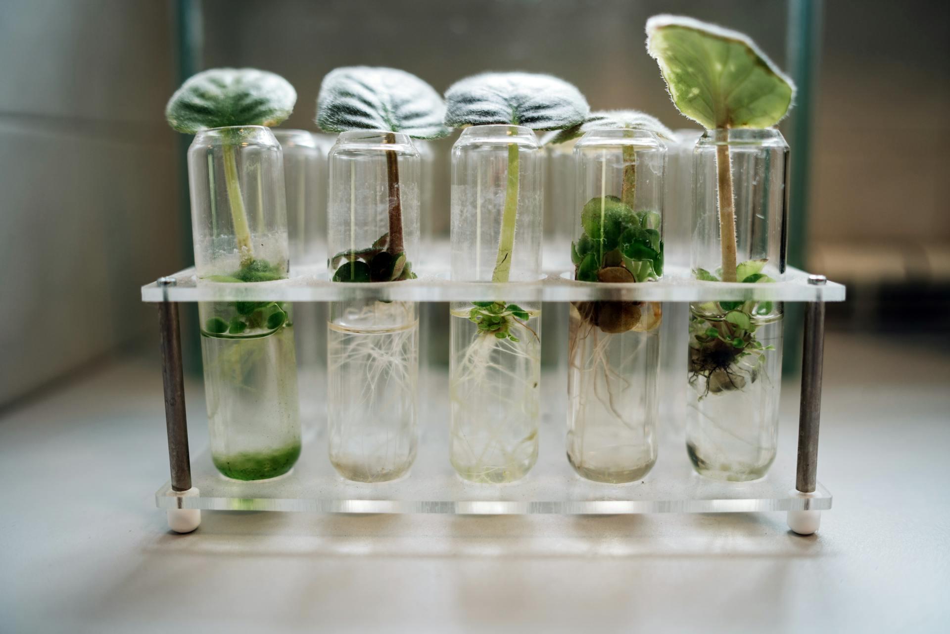 tubos de ensaio com plantas