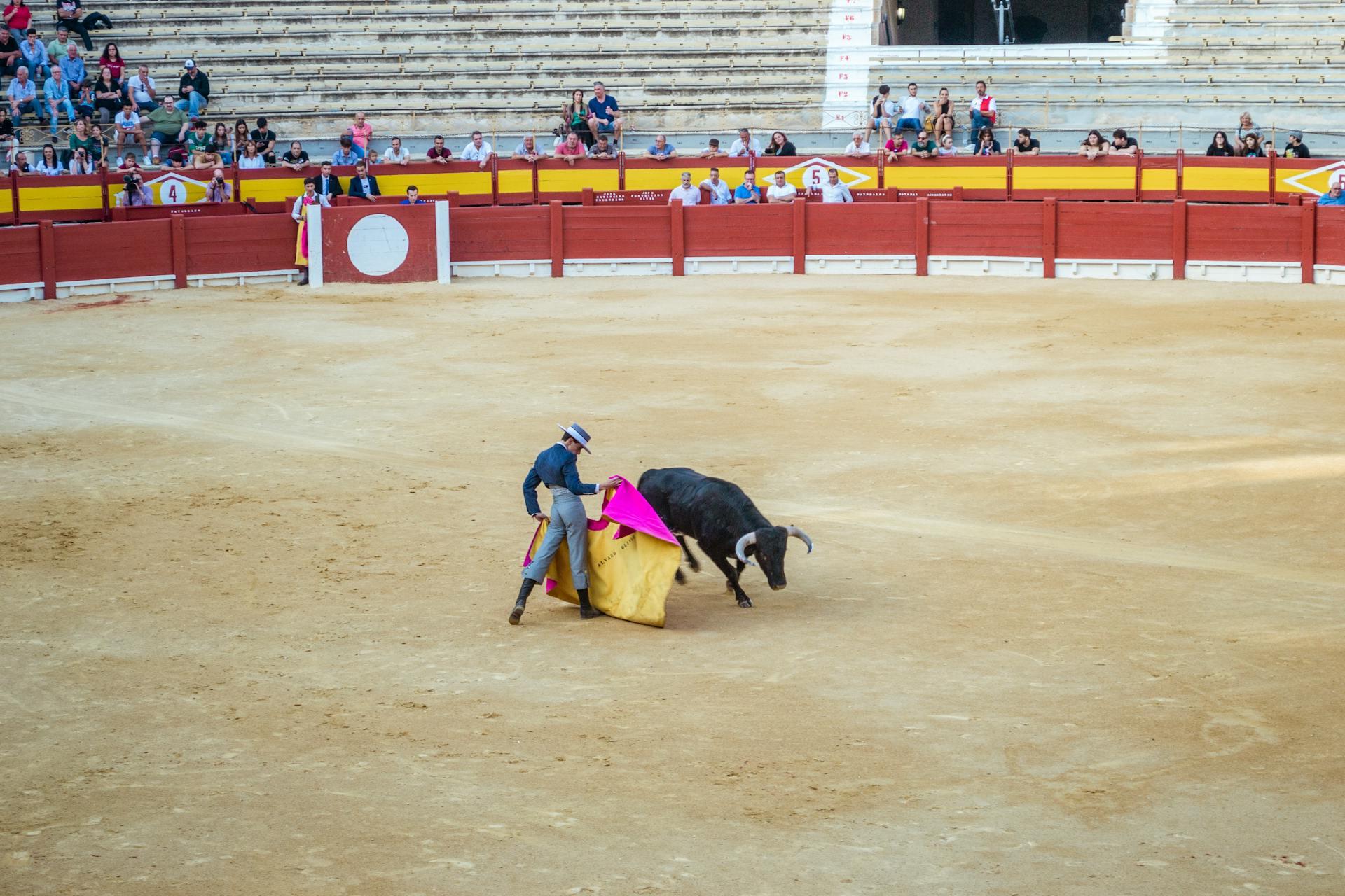 toureiro e touro