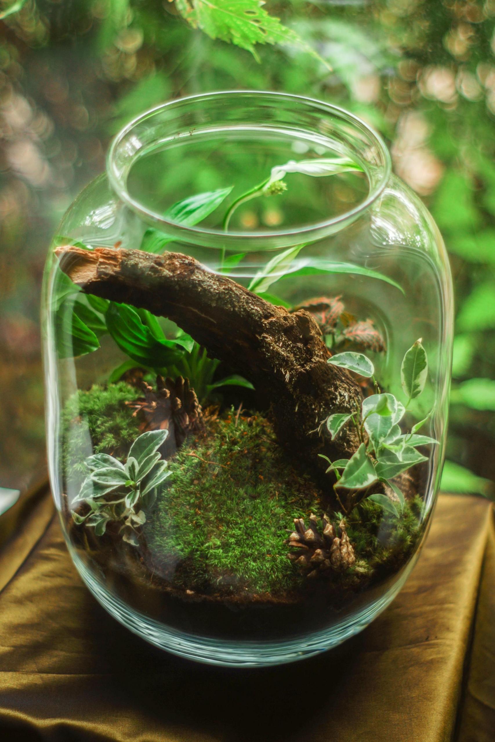 planta dentro de jarro