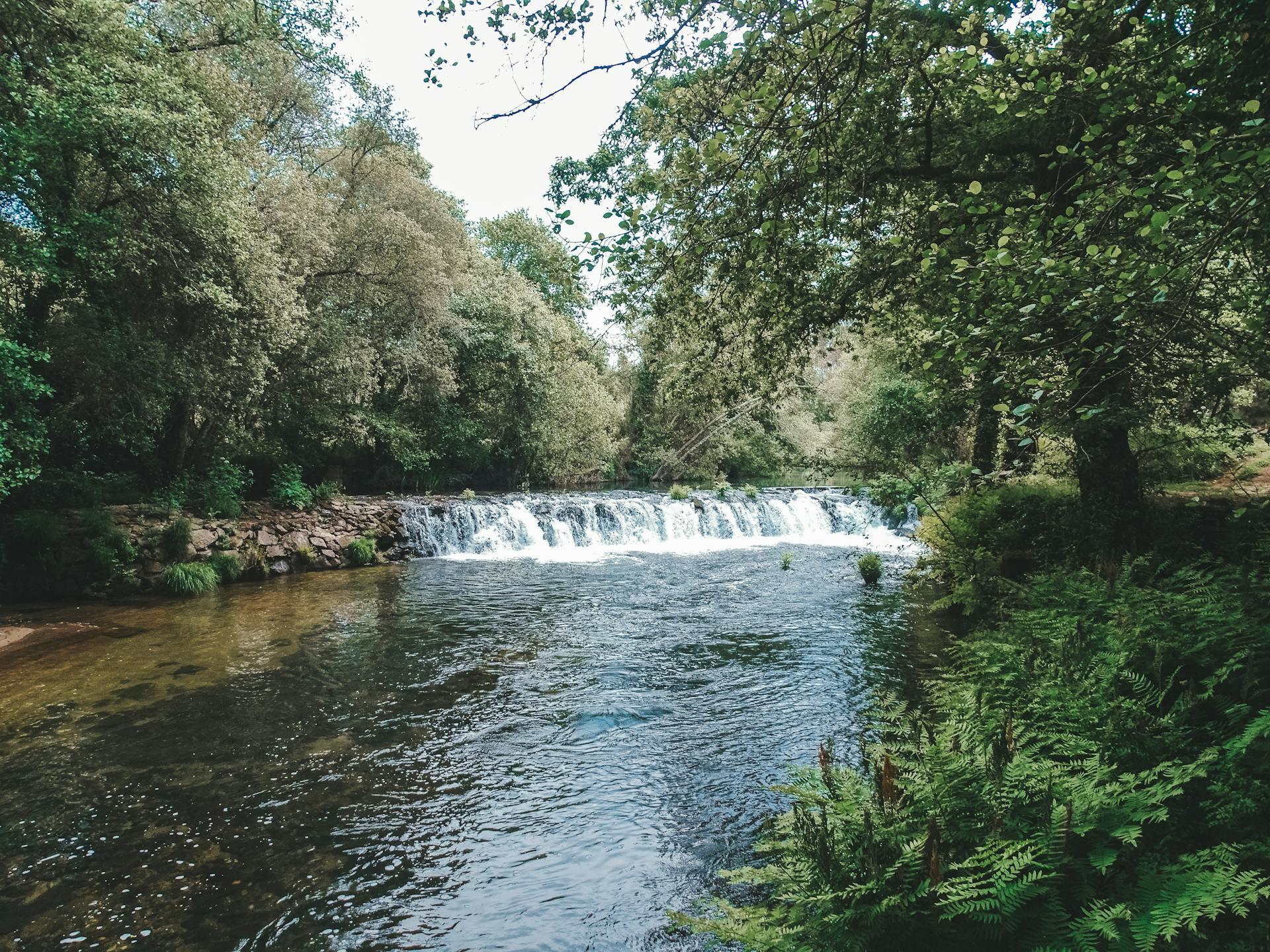 árvores e rio
