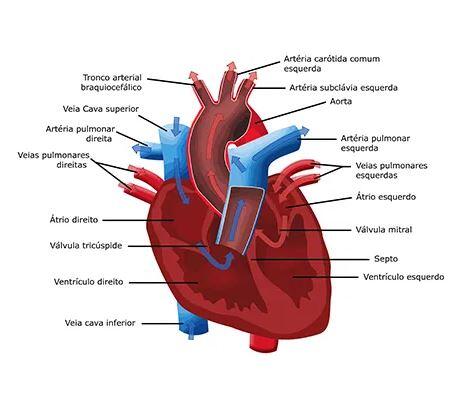 infográfico sobre o sistema cardiovascular