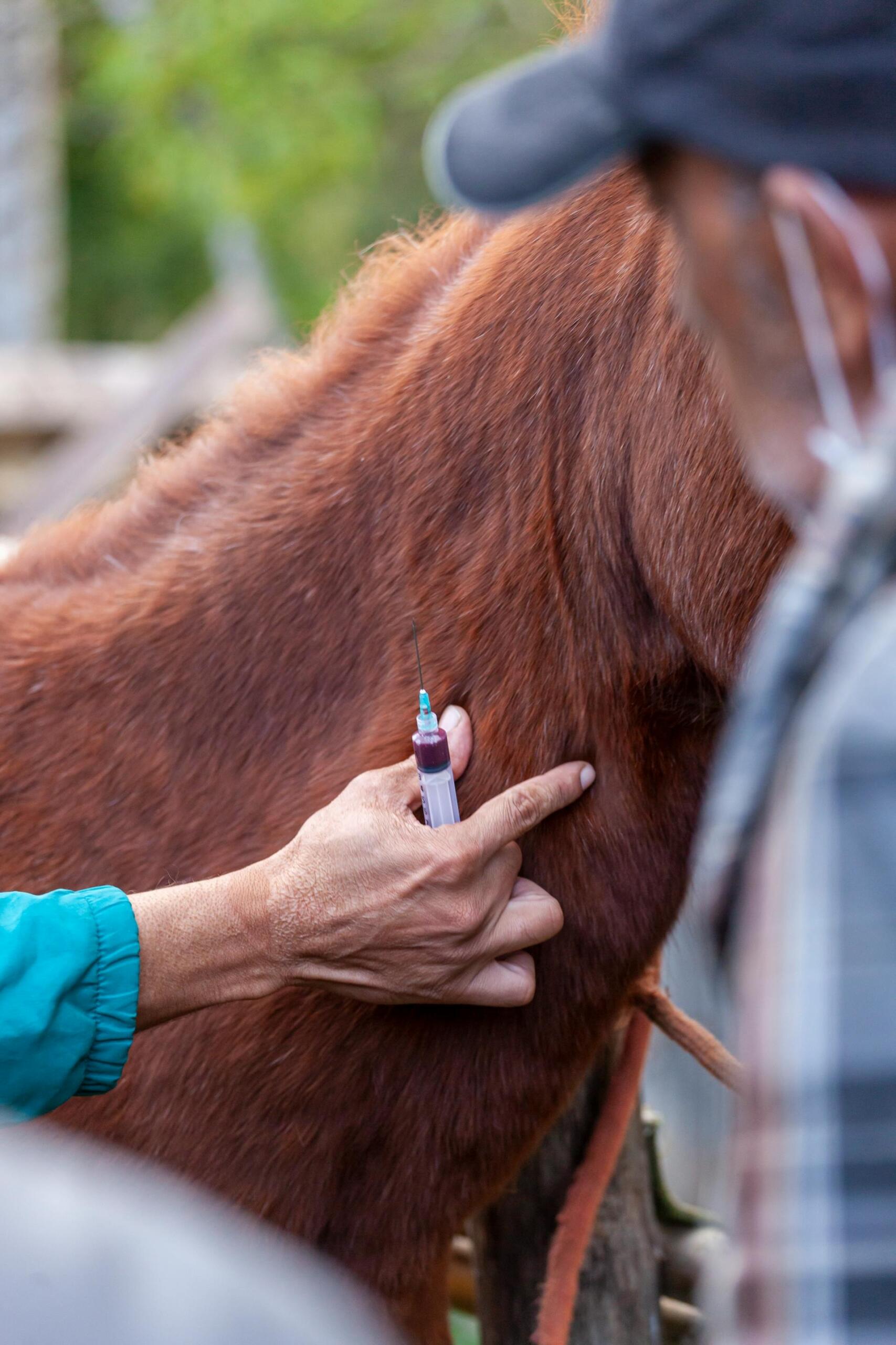 pessoa com seringa na mão perto de um cavalo