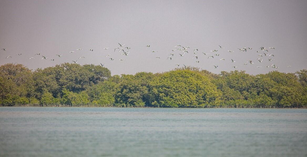 المحافظة على البيئة في قطر