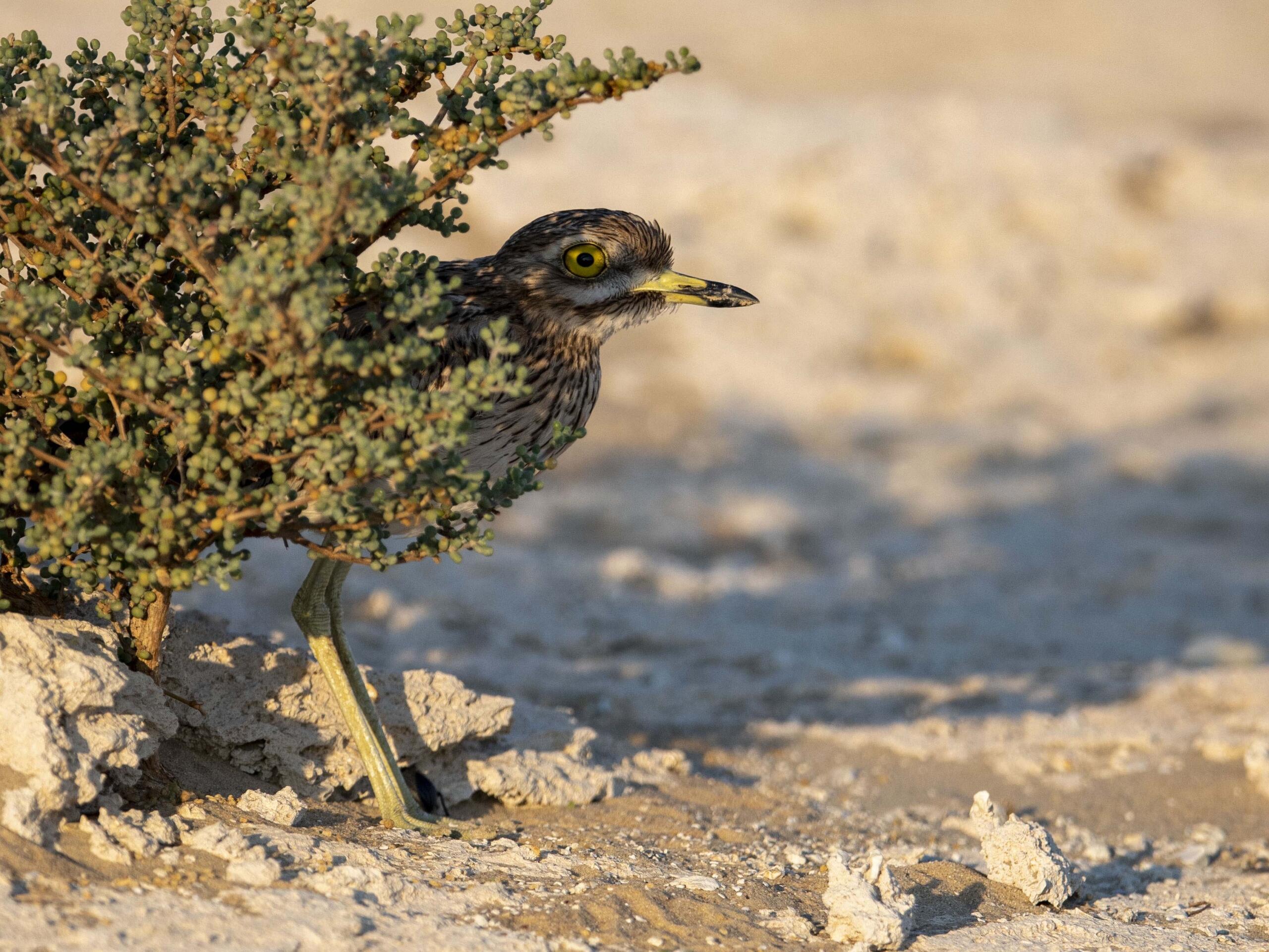 محمية الجنوب
