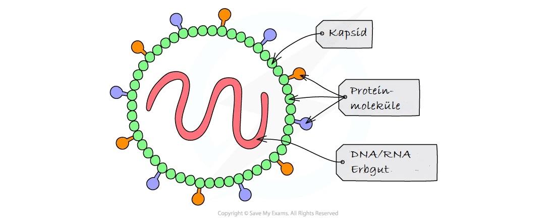 Grafische Darstellung des Aufbaus eines Virus.