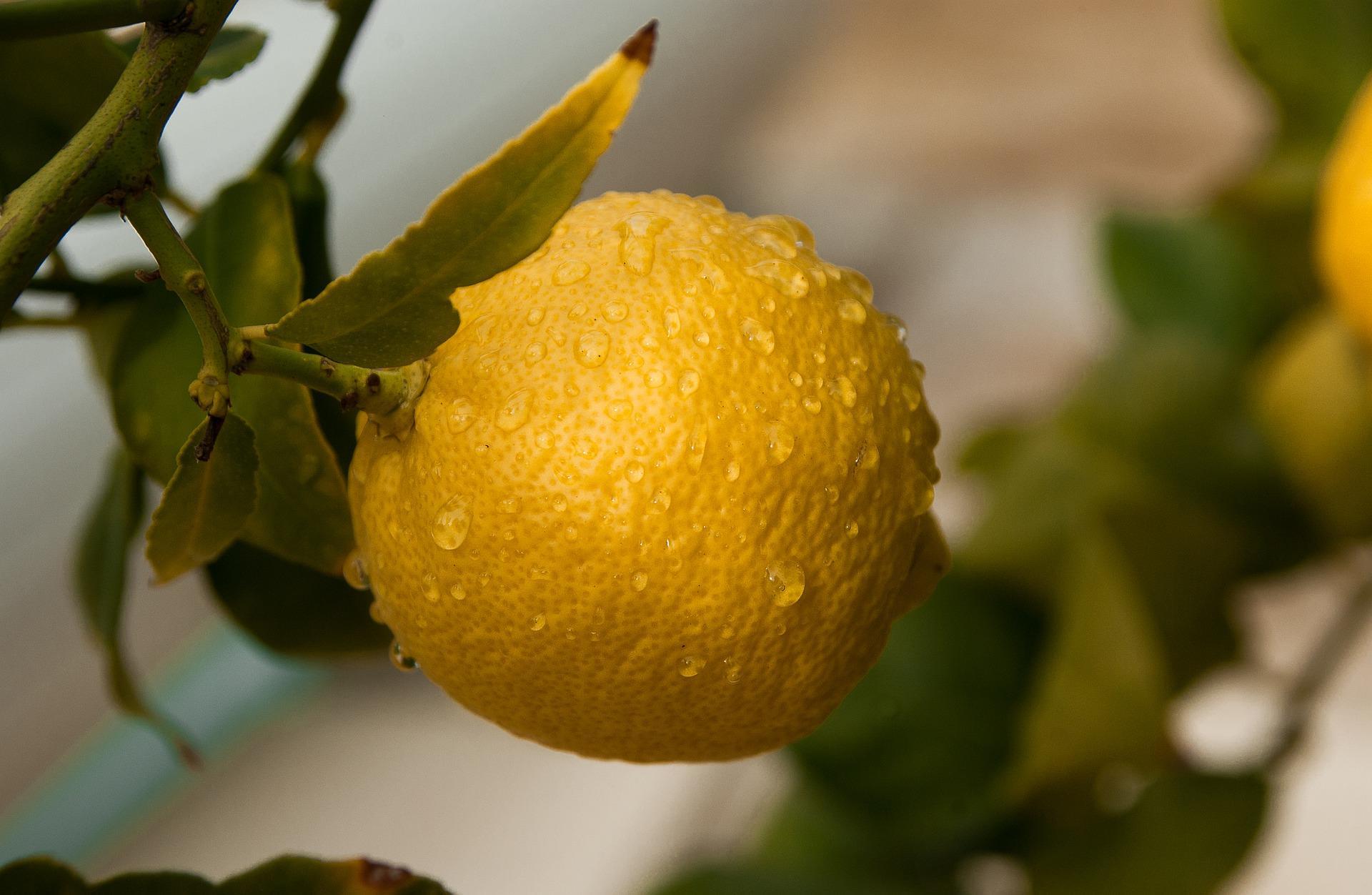 Le citron est-il acide ?
