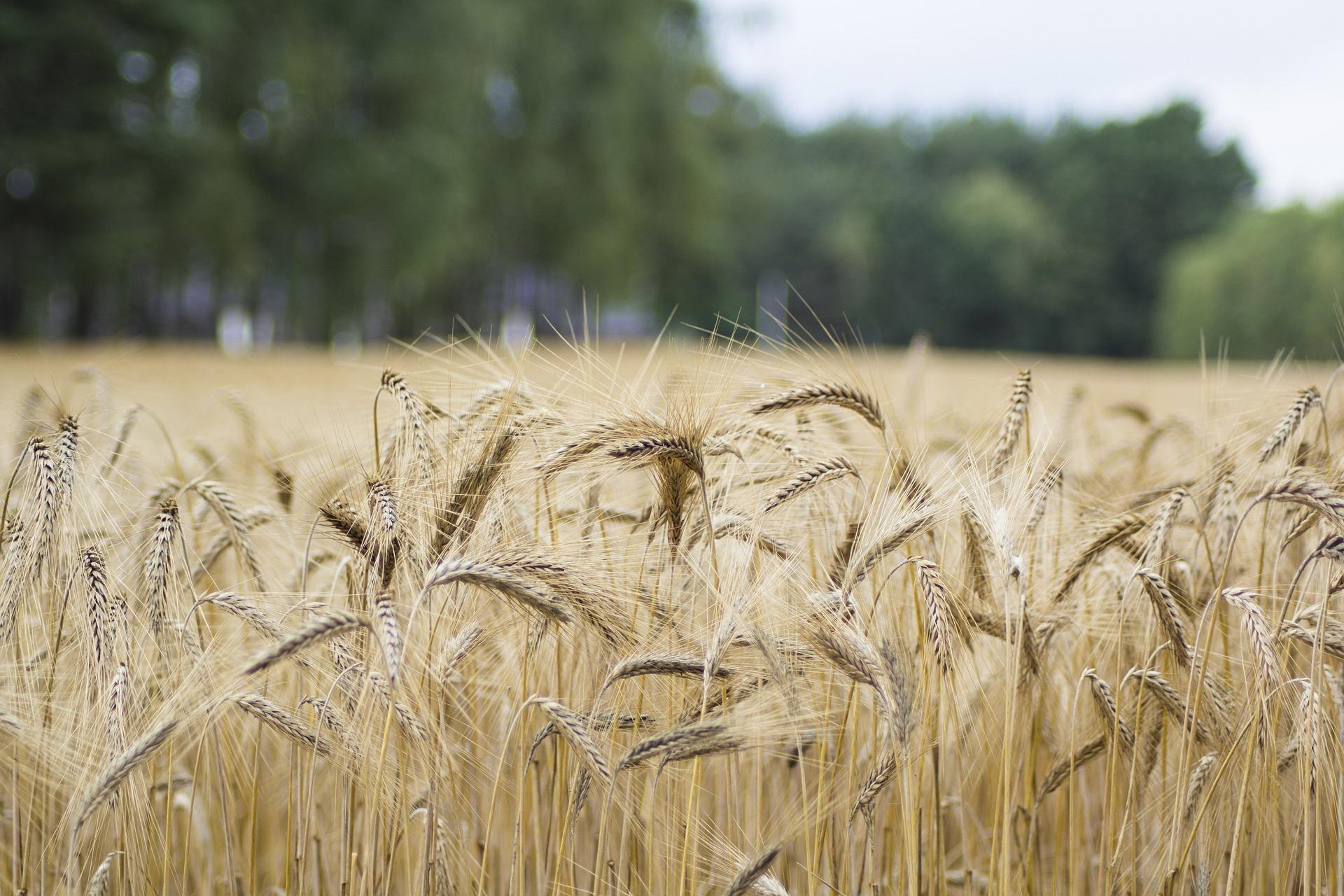 Décrire la nature et les nutriments : challenge ?