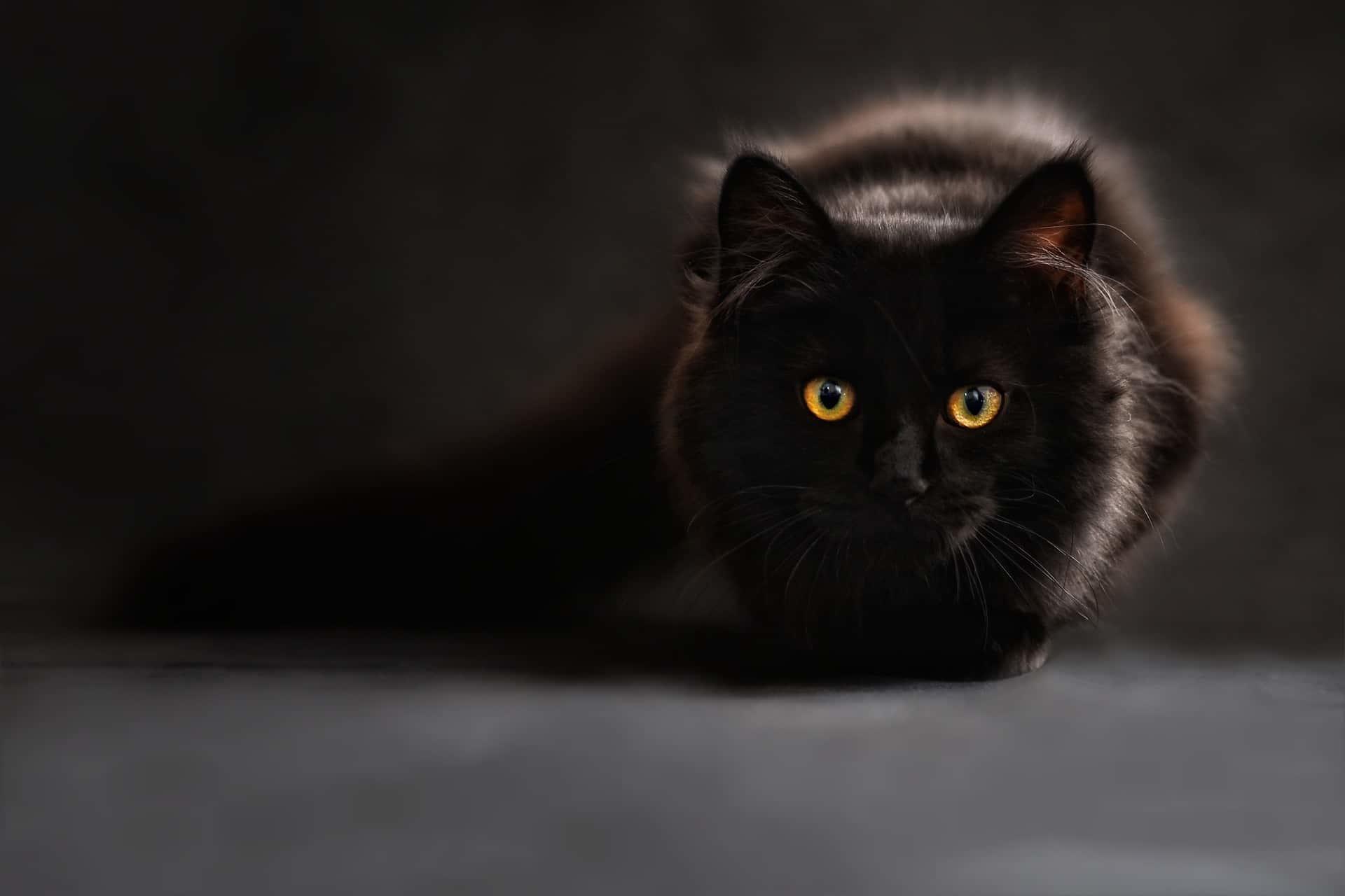 Quand on dit que le chat est noir, est-ce une proposition principale ou subordonnée ?