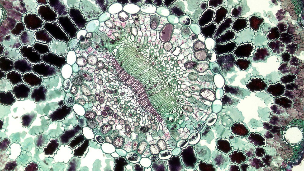Vue microscopique d'une coupe transversale de cellule végétale mettant en évidence des structures et des motifs vibrants dans la recherche en bioscience.