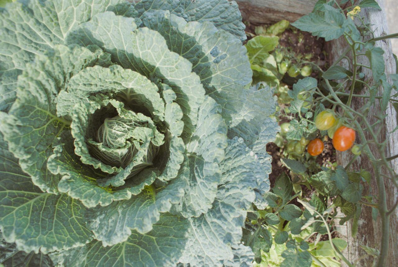 salade en premier plan et tomates en arriere plan dans un potager