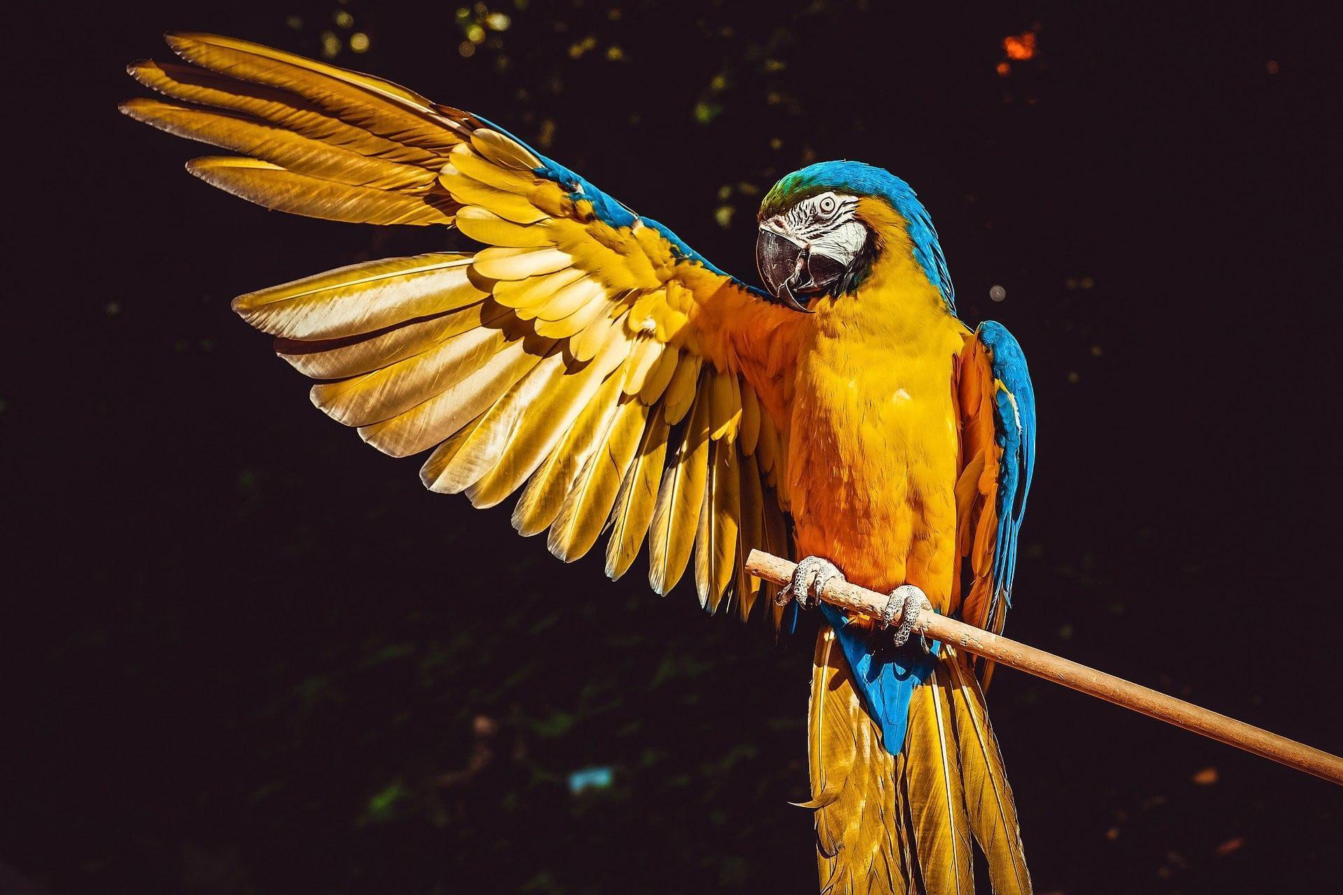 Quelle est la traduction en allemand des noms d'animaux ?