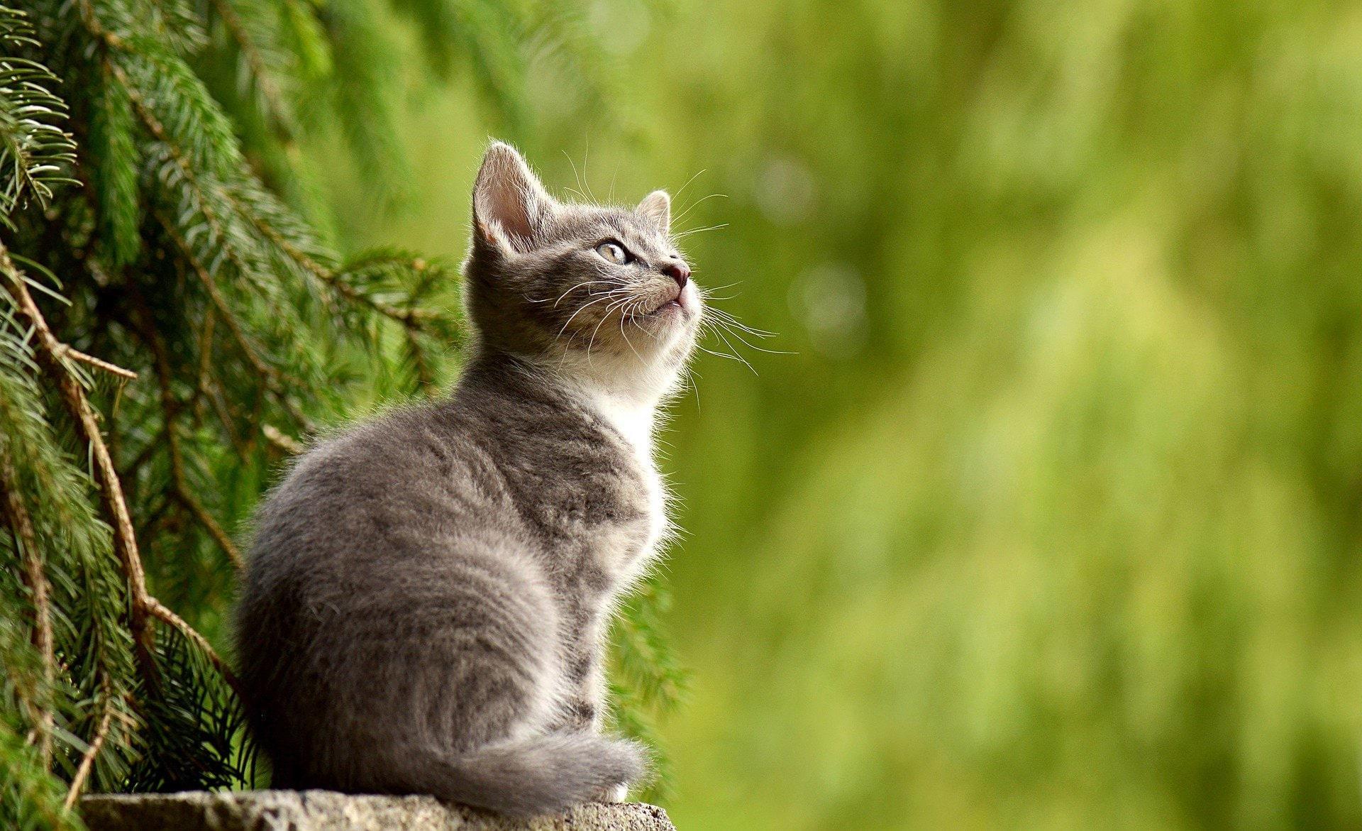 Comment dire les noms d'animaux en allemand ?