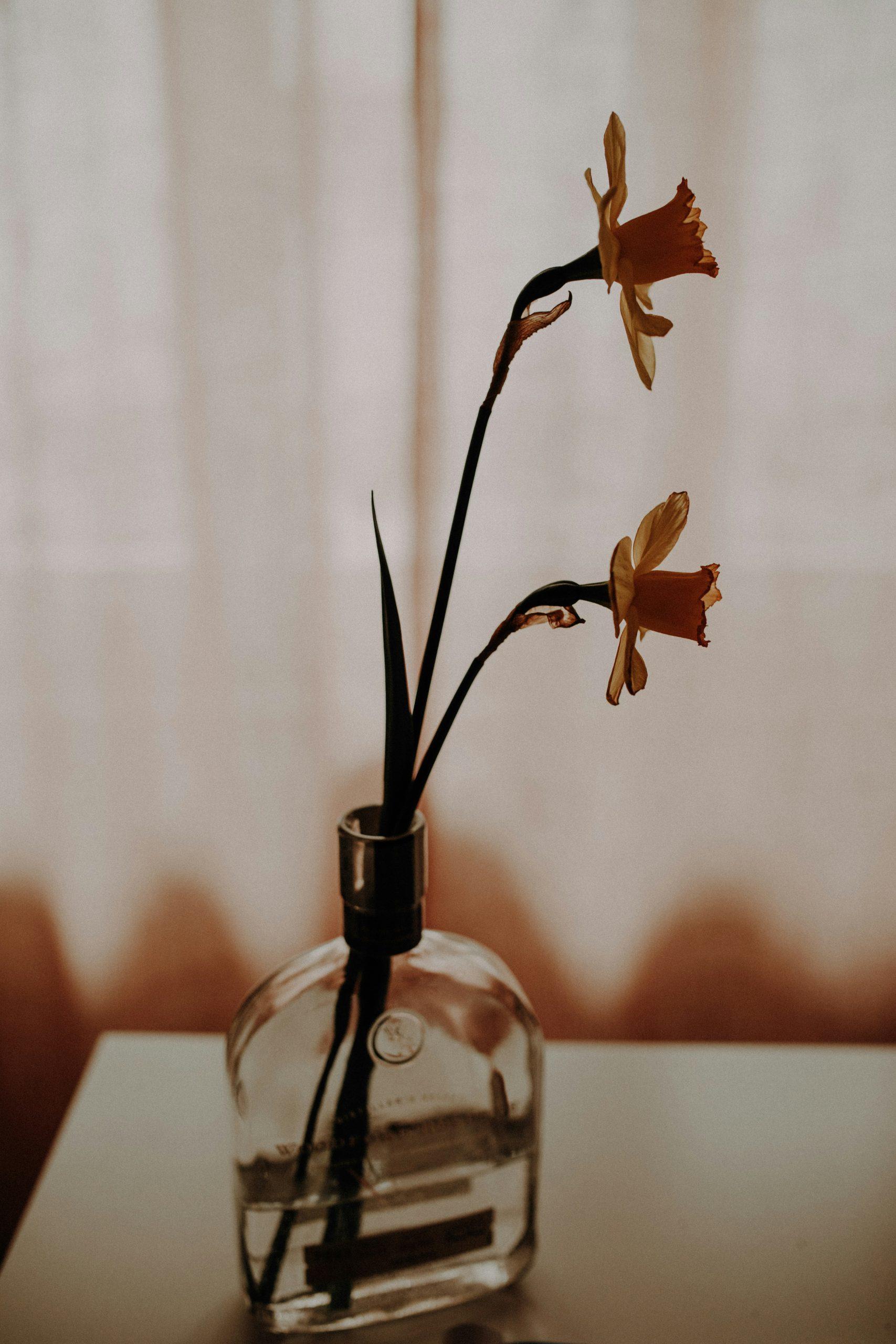 Deux jonquilles dans un vase.