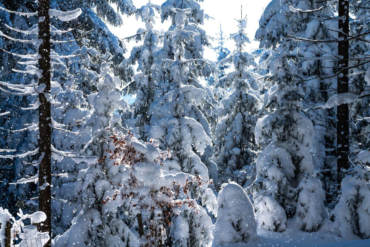 la neige sur le sapin