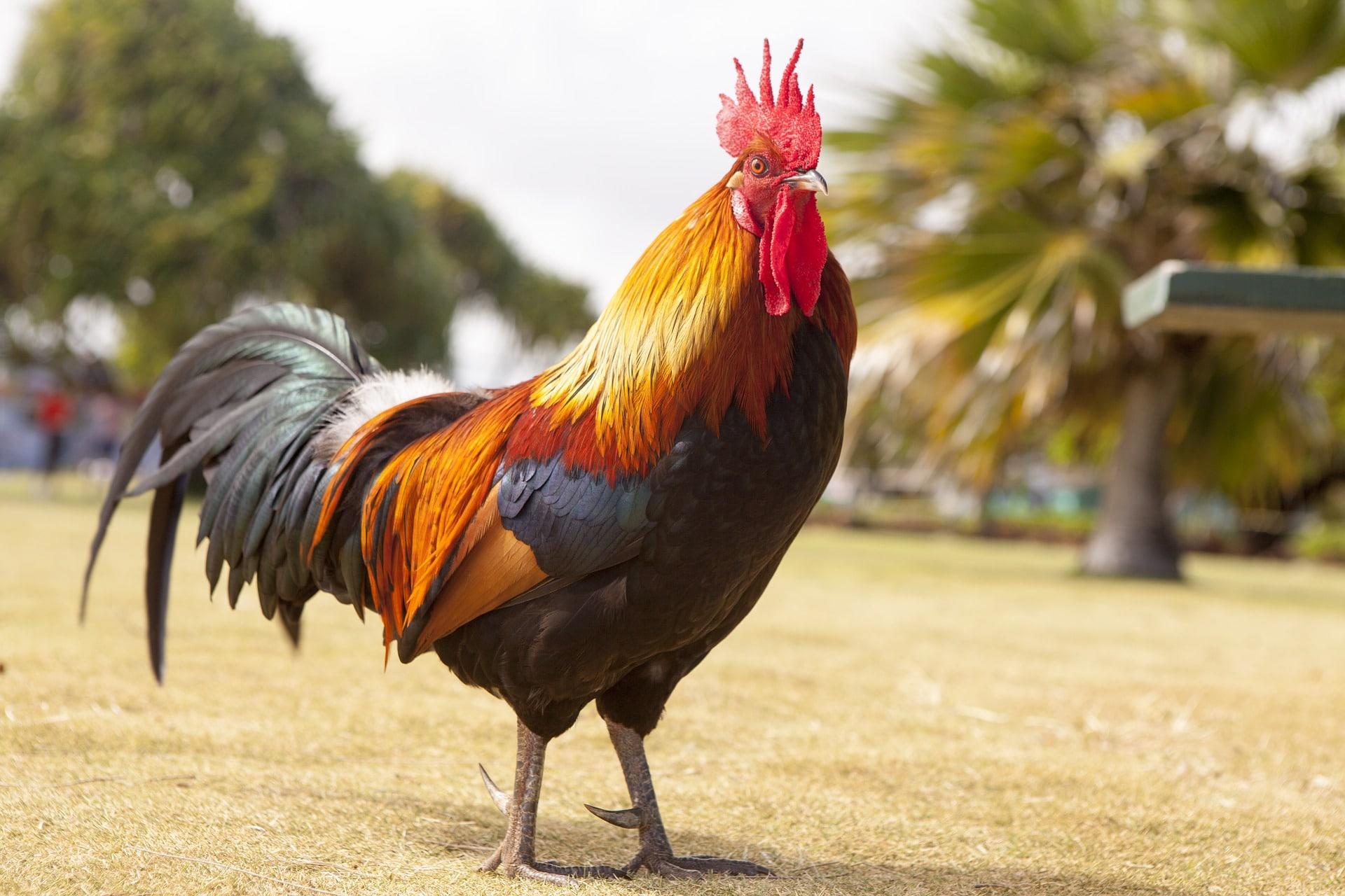 Pourquoi le coq est-il le symbole de la France ?
