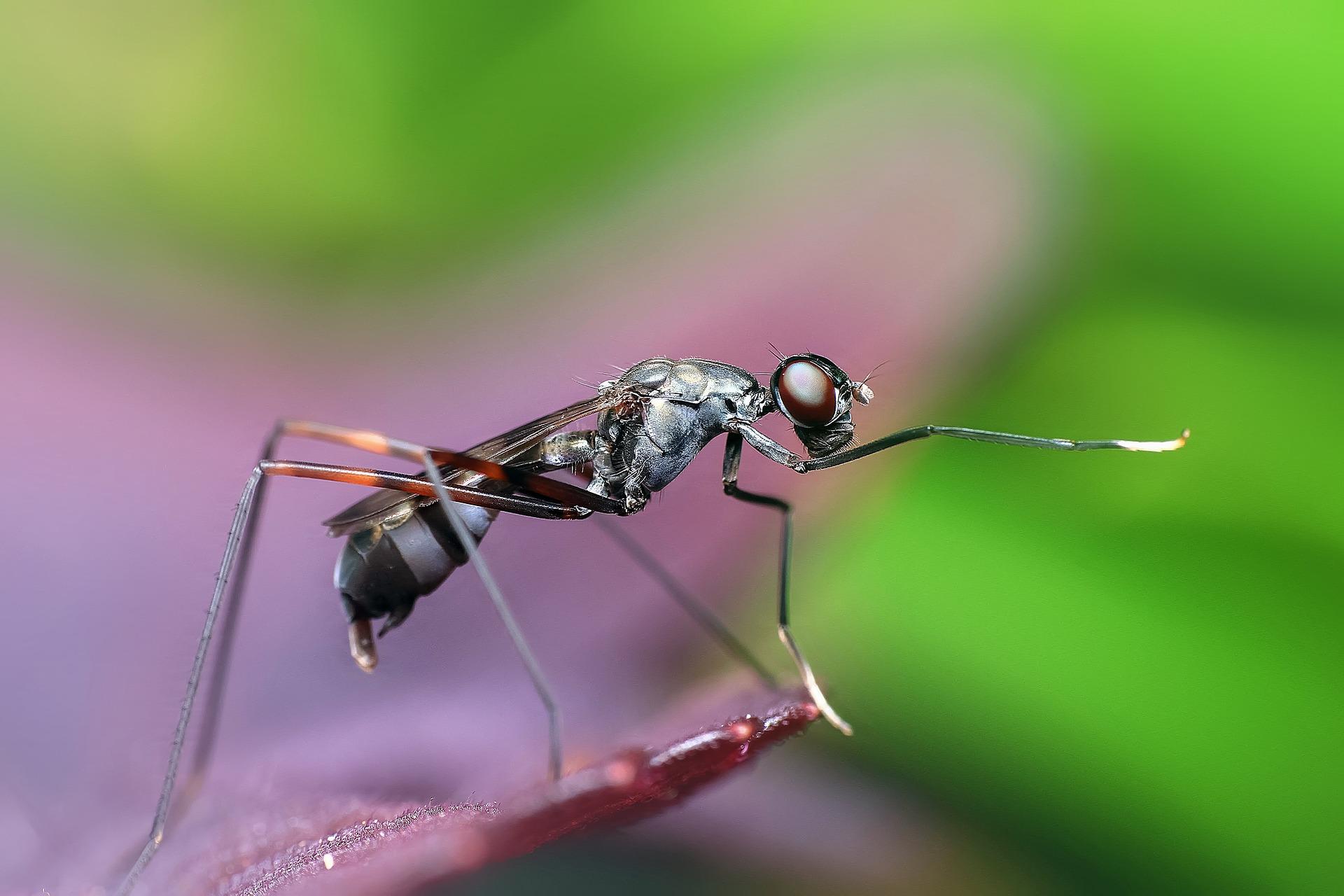 Comment communiquent les fourmis ?