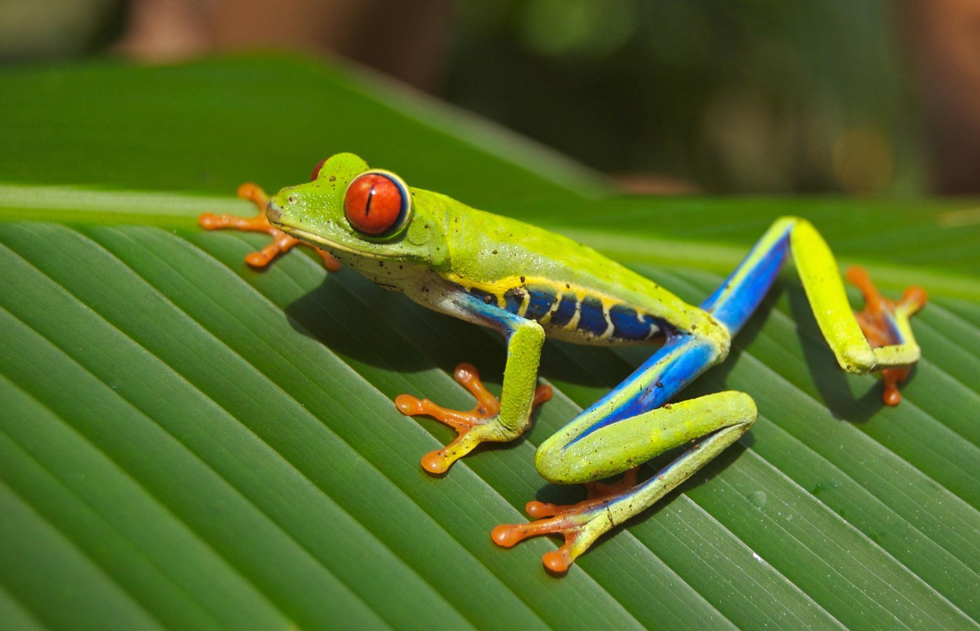 De quelles couleurs sont les grenouilles ?