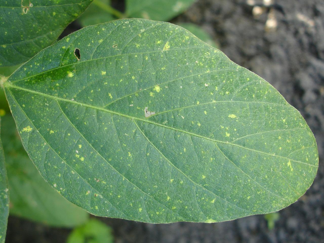 Comment soigner les plantes ?