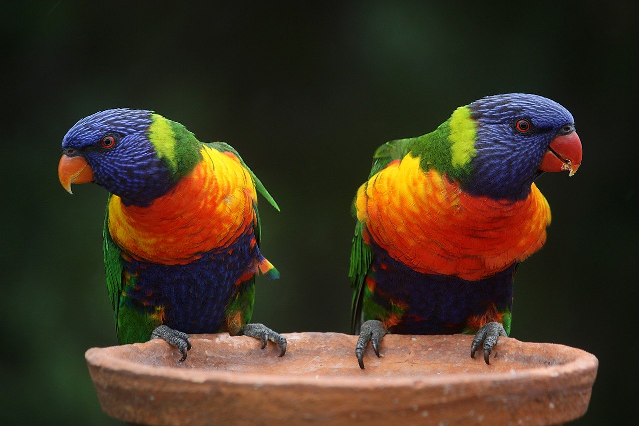 Quelles couleurs pouvons-nous voir ?