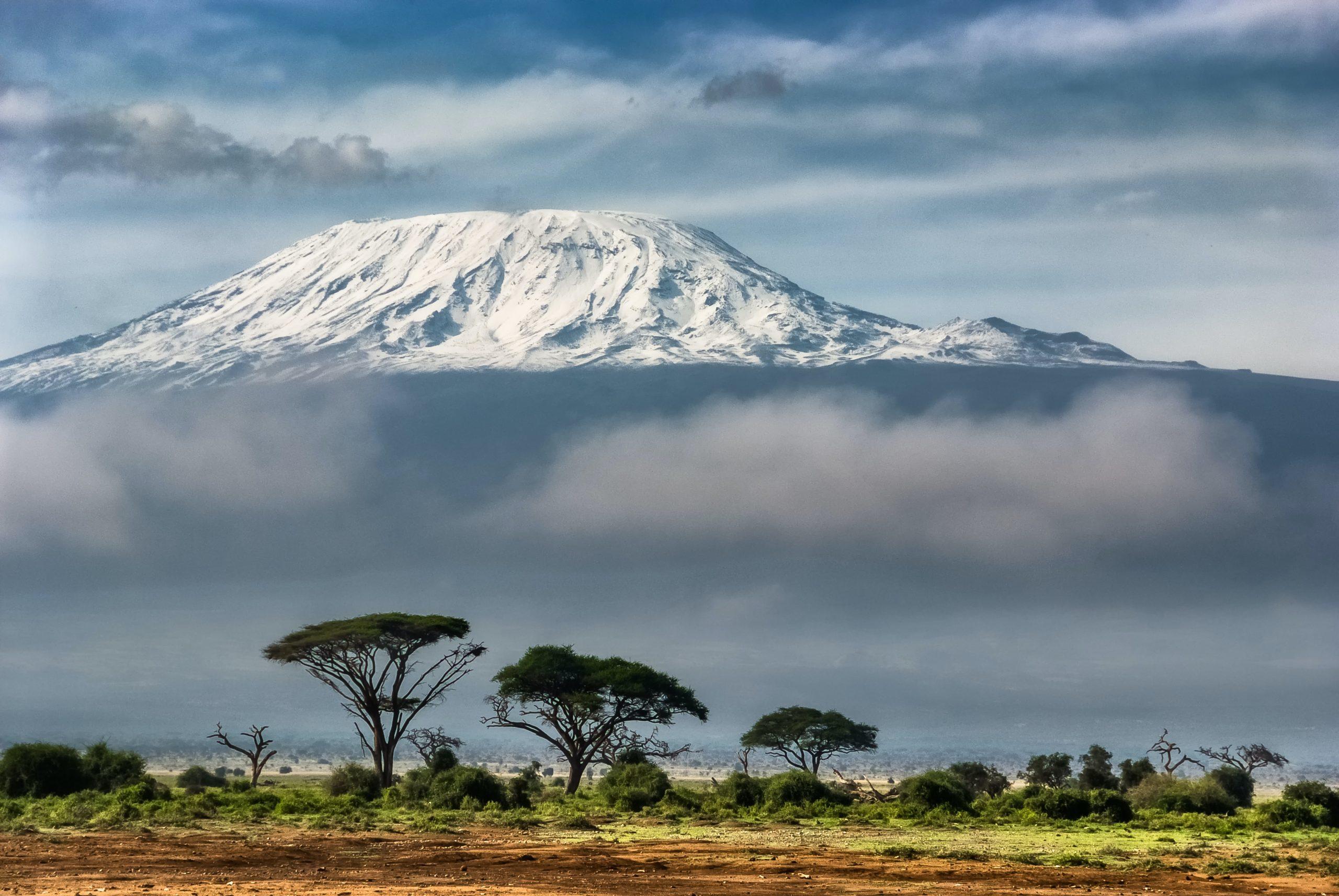 Un panorama du Kilimandjaro avec des arbres de la savane.
