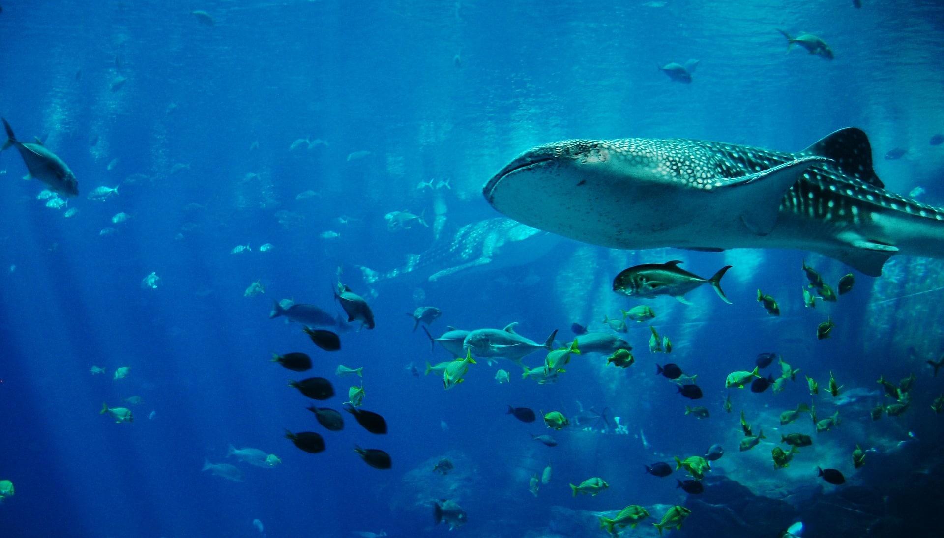 Comment font les baleines pour communiquer ?