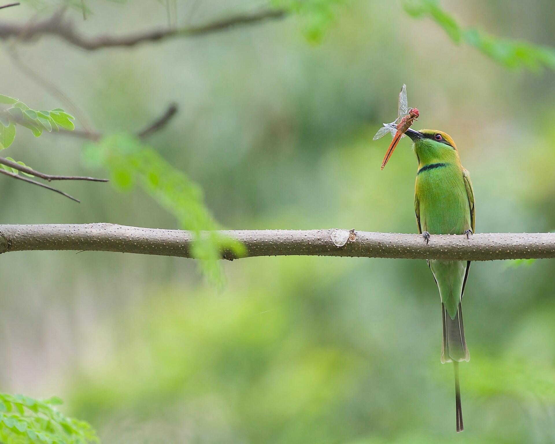Photo d'un oiseau mangeant un insecte