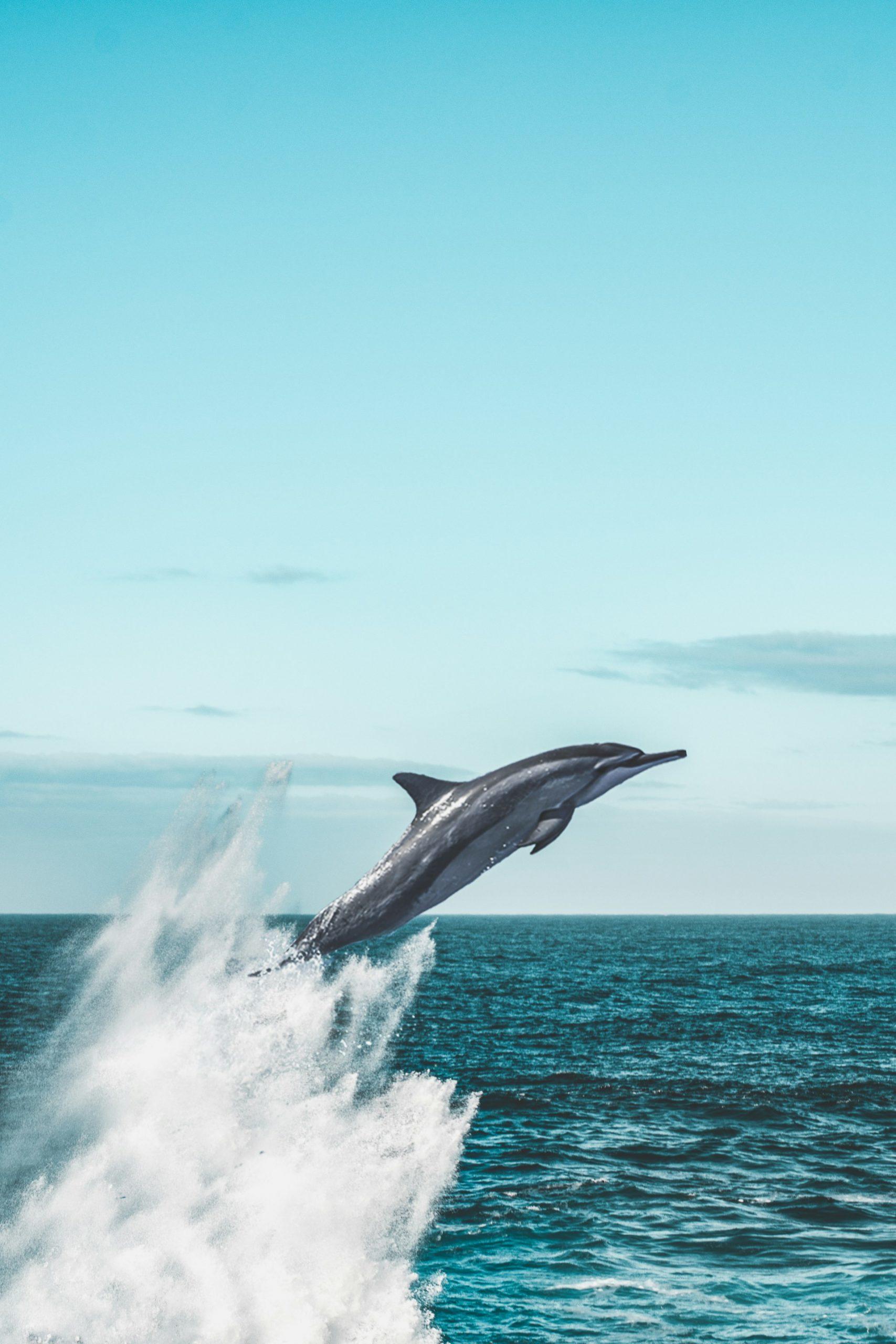 dauphin en train de se propulser hors de l'eau 