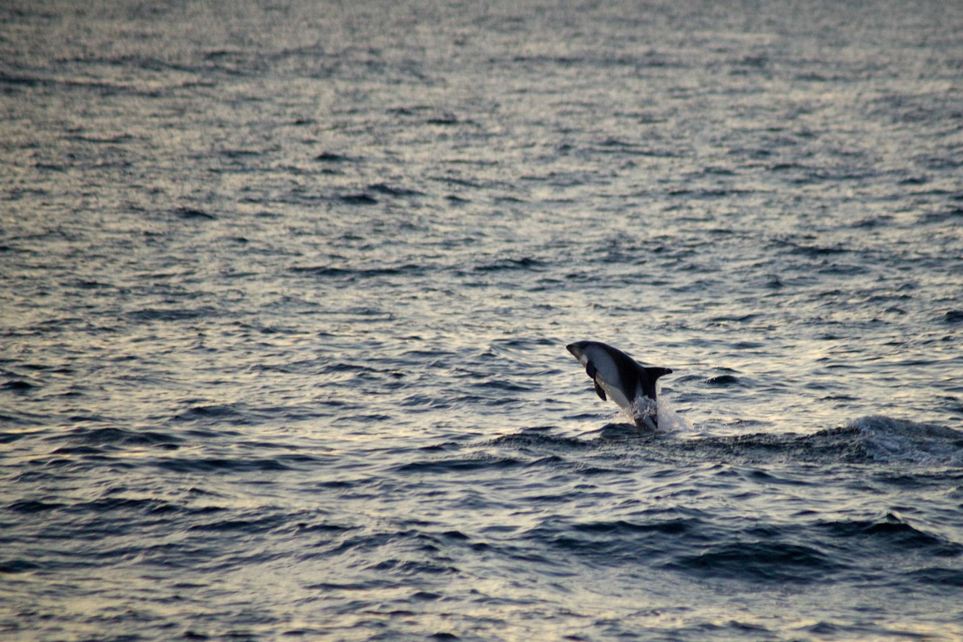 dauphin à la surface de la mer