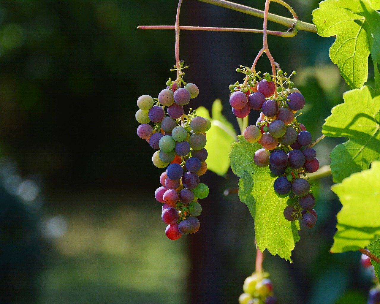 Comment fabrique-t-on du vin ?