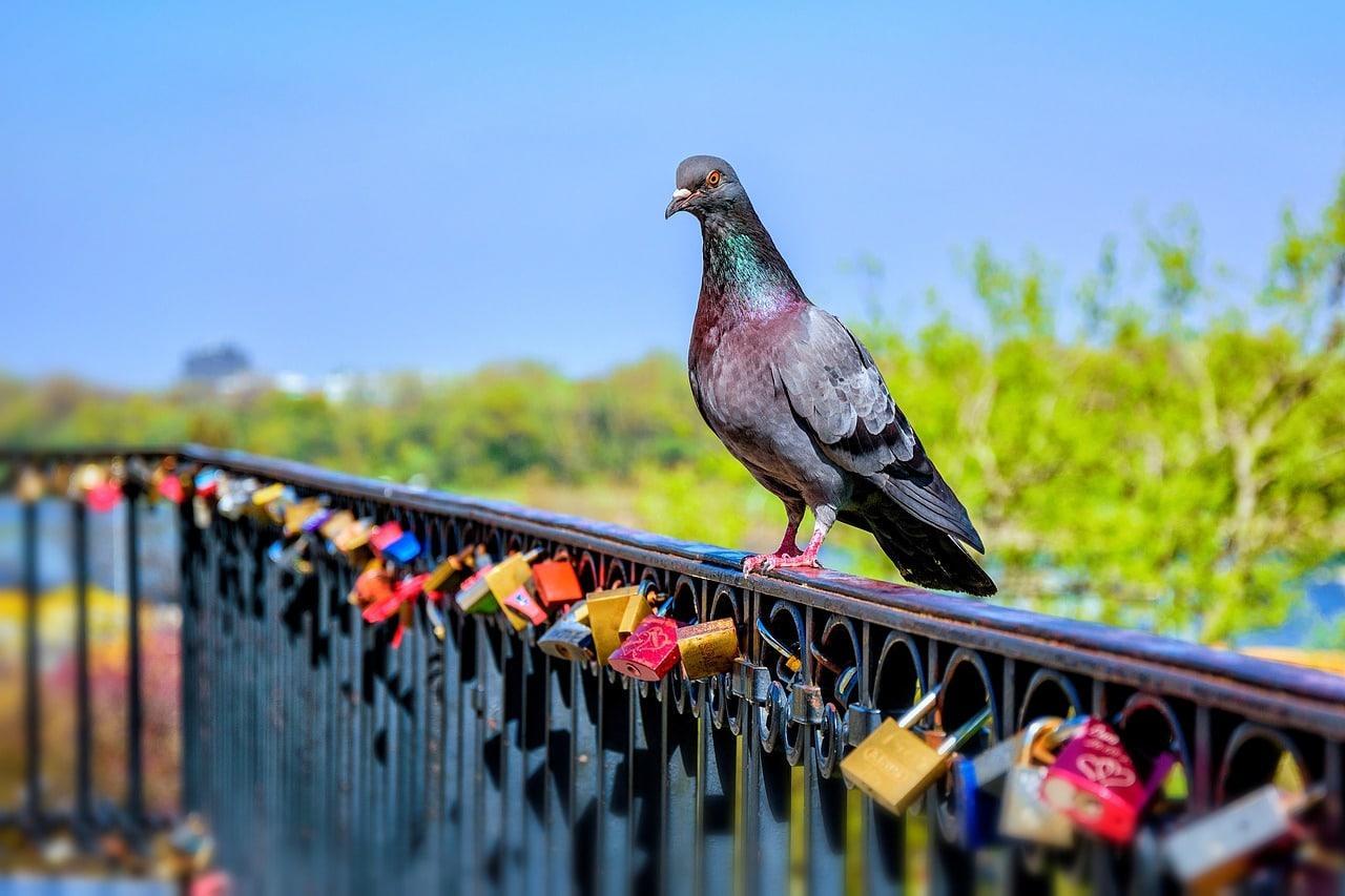 Comment se dirigent les pigeons ?