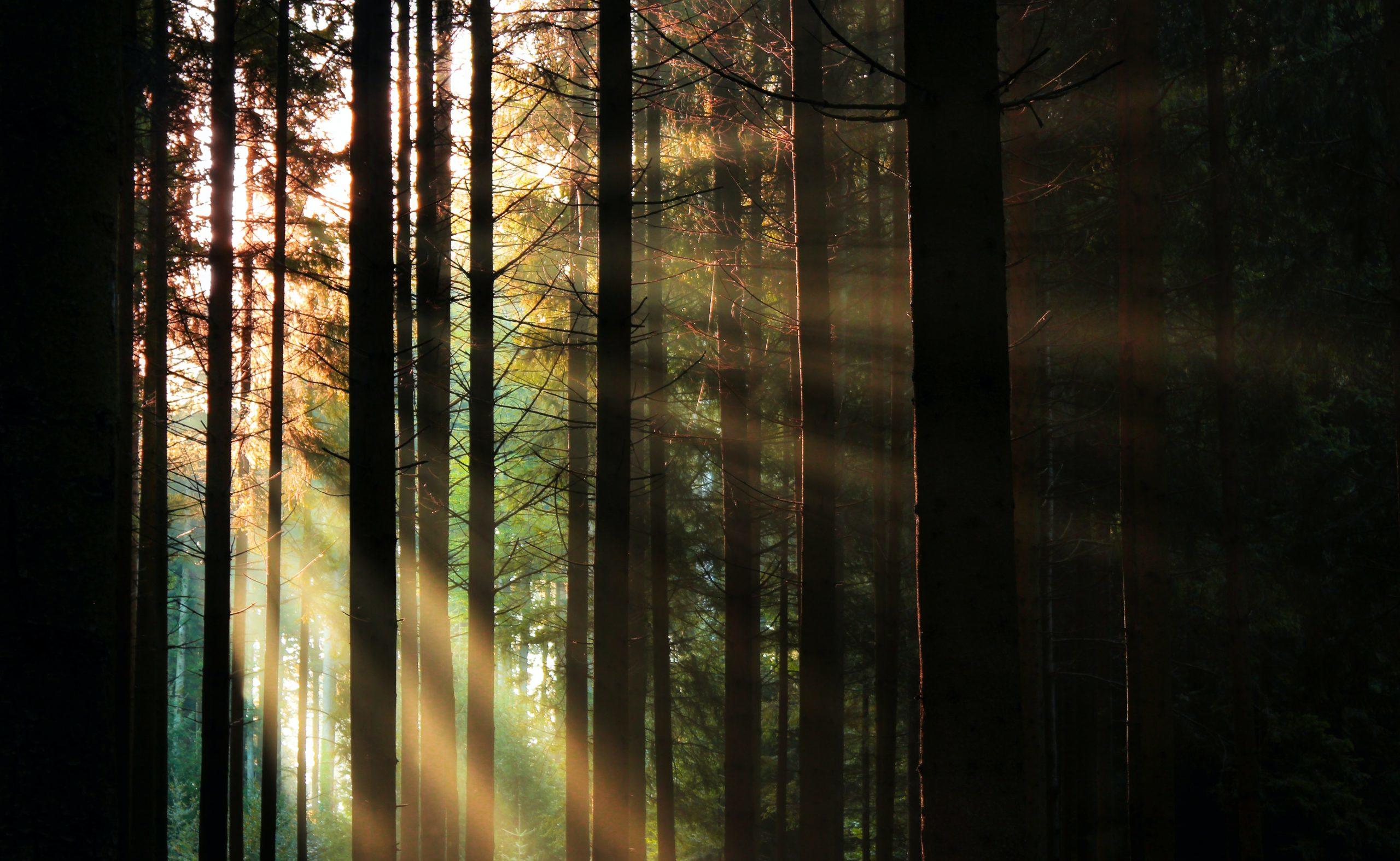 La lumière du soleil entre les arbres d'une forêt.