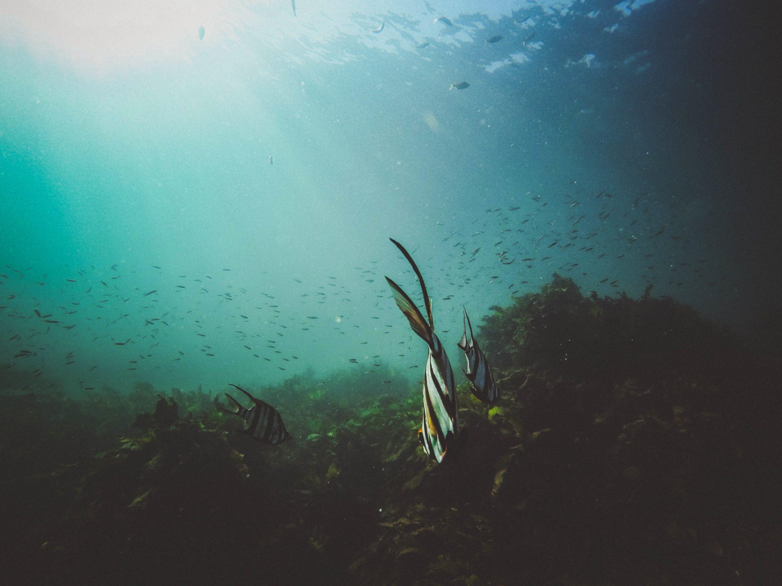 Qu'est-ce-qui donne à la mer son goût salé ?