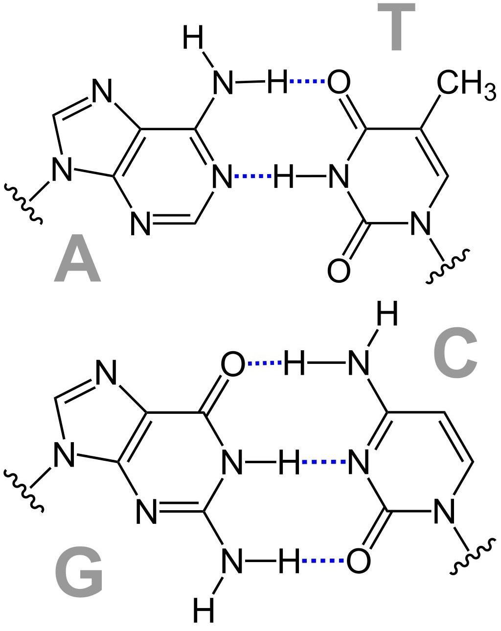 de quoi est composé l'ADN