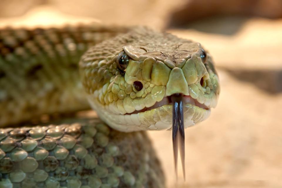 Comment les serpents détectent-ils leurs proies ?