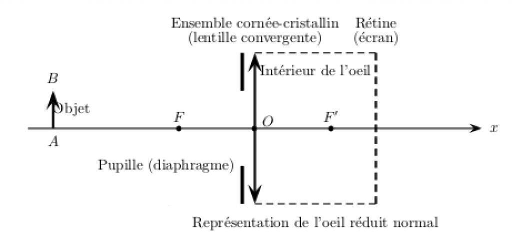 Comment modéliser la vision