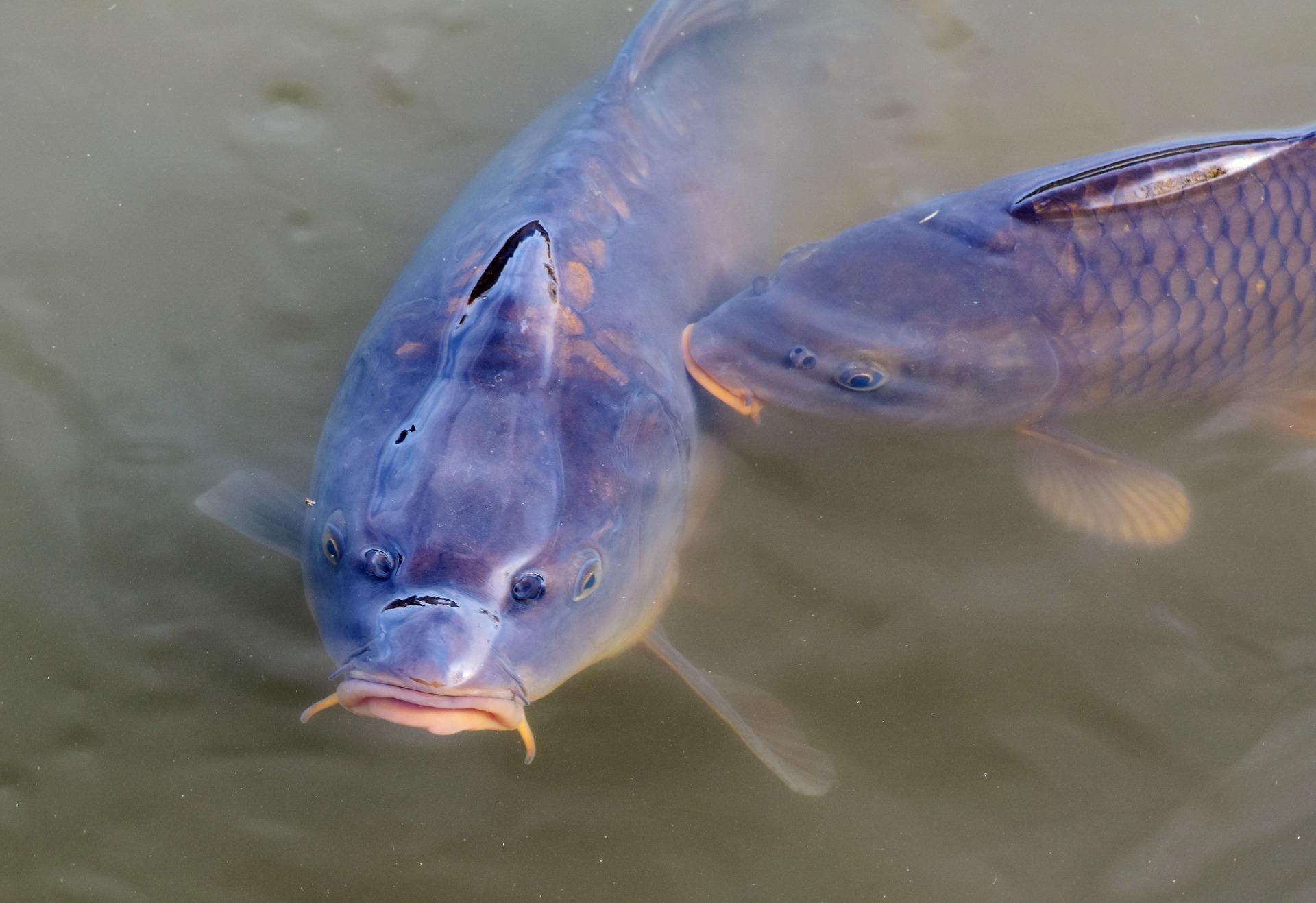 Comment reconnaître un poisson ?