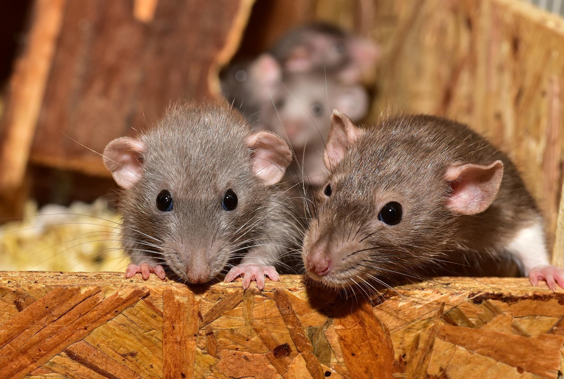 De quoi est composée la mort aux rats et comment fonctionne-t-elle ?