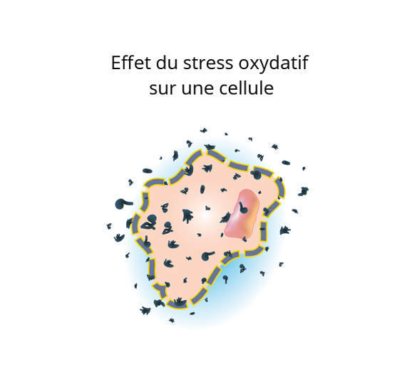 Qu'est-ce que le stress oxydatif ?