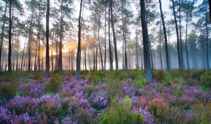 Les sites naturels protégés : classés, montagne et littoral.