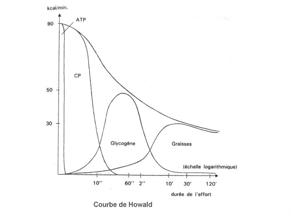 La courbe d'Howald représente cette évolution de la proportion entre la puissance fournie par les muscles.
