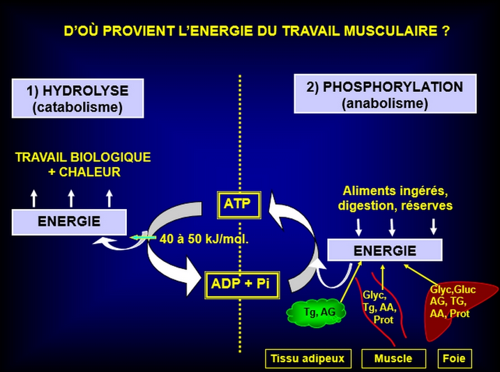 Passage/transformation de l'énergie chimique de l'ATP sous l'action ATPasique de la myosine.