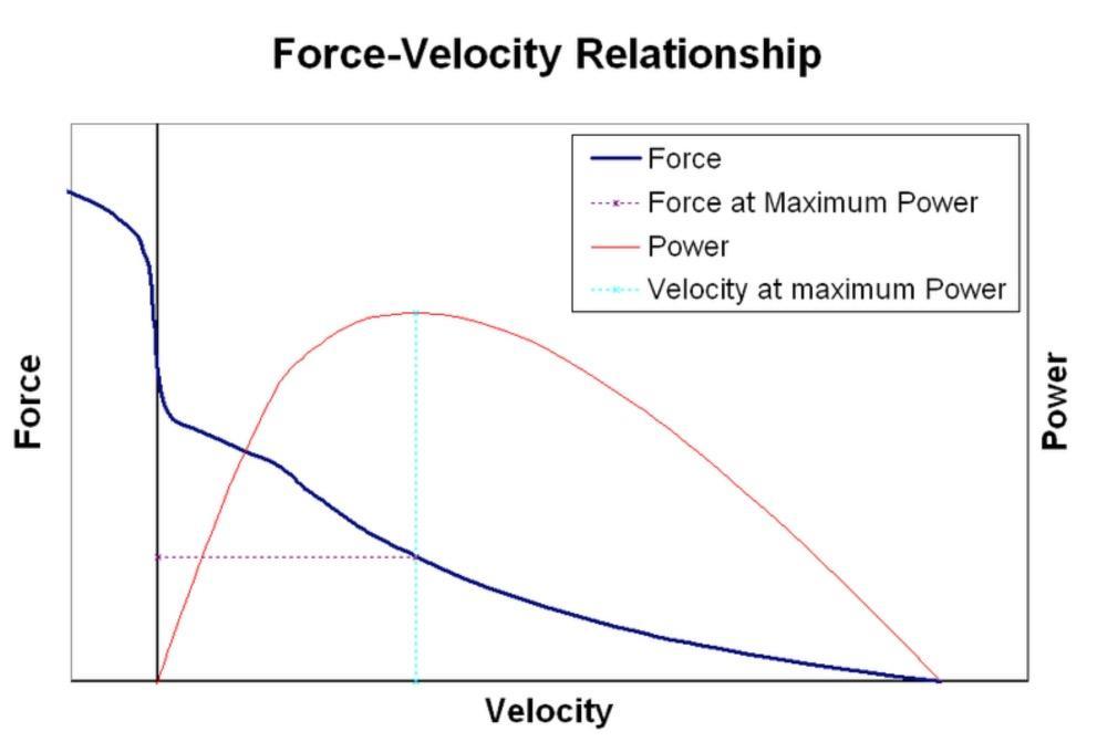 L'activité maximale de la myosine ATPase utilisée pour les études en conditions in vitro.
