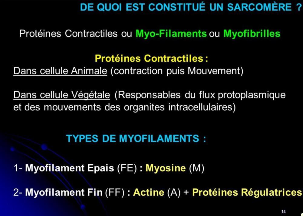 Le rôle des protéines dans la prise de masse est la resynthèse des protéines contractiles.