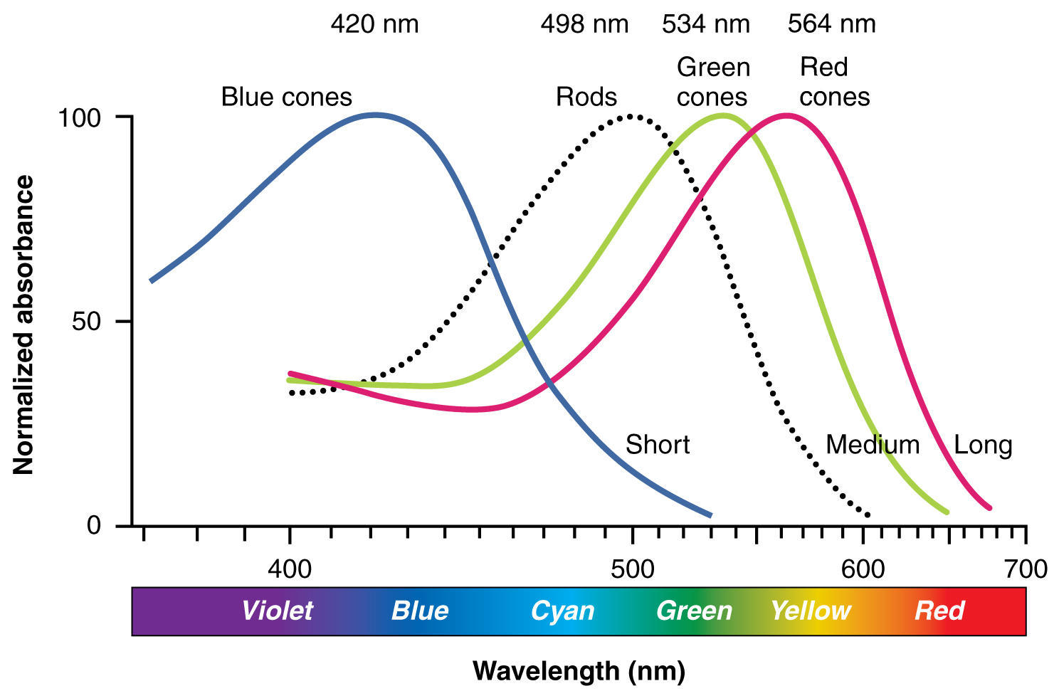 Comment qualifie-t-on l'absorbance ?