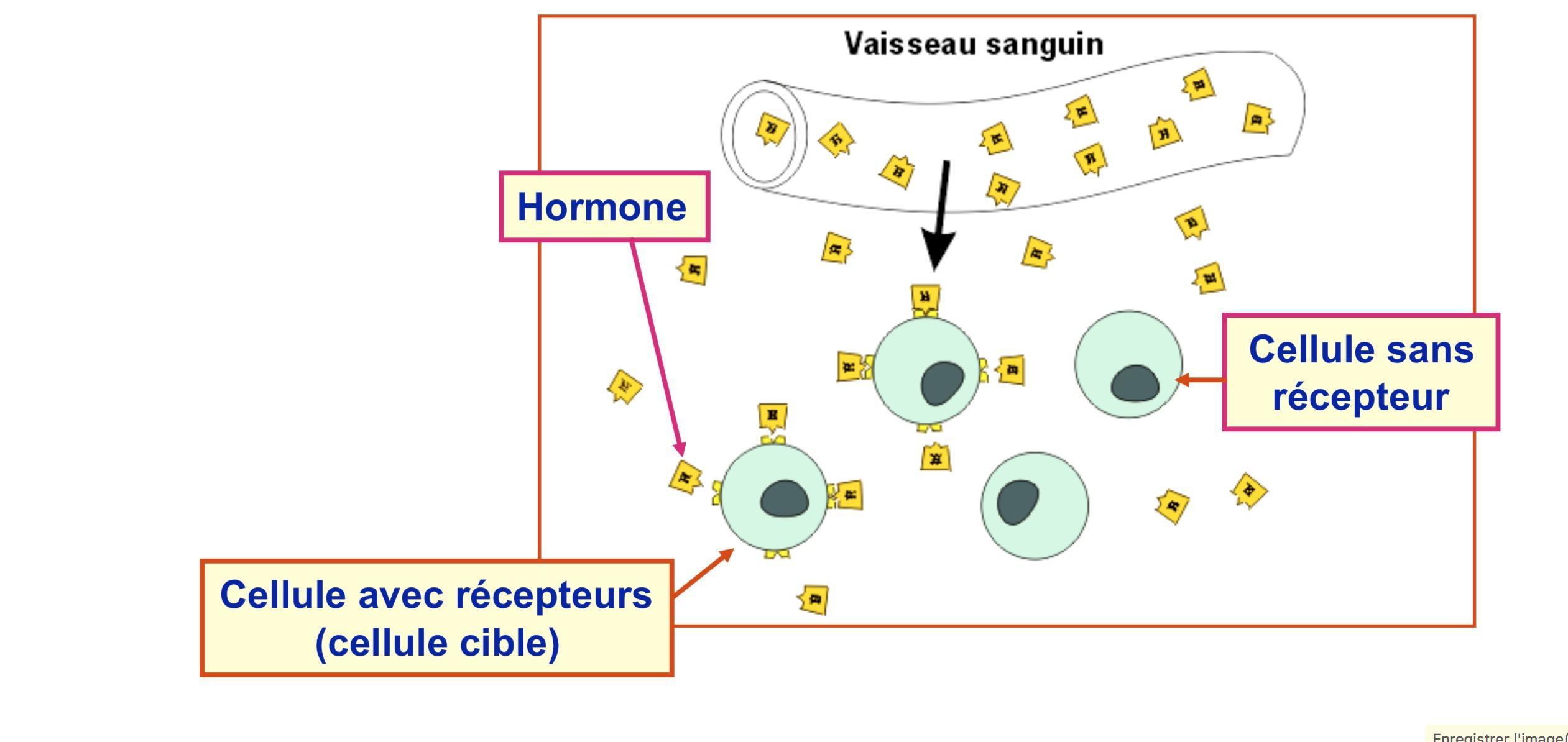 Cellule sans récepteur Cellule avec récepteurs Hormone (cellule cible)