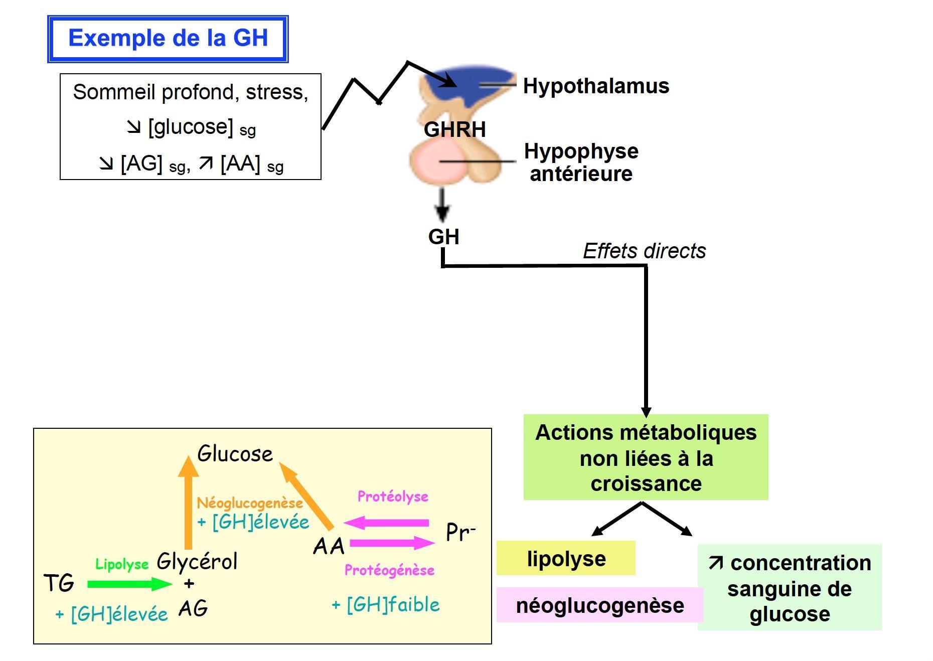 Les variations du taux sanguin de certains ions et de certains nutriments.