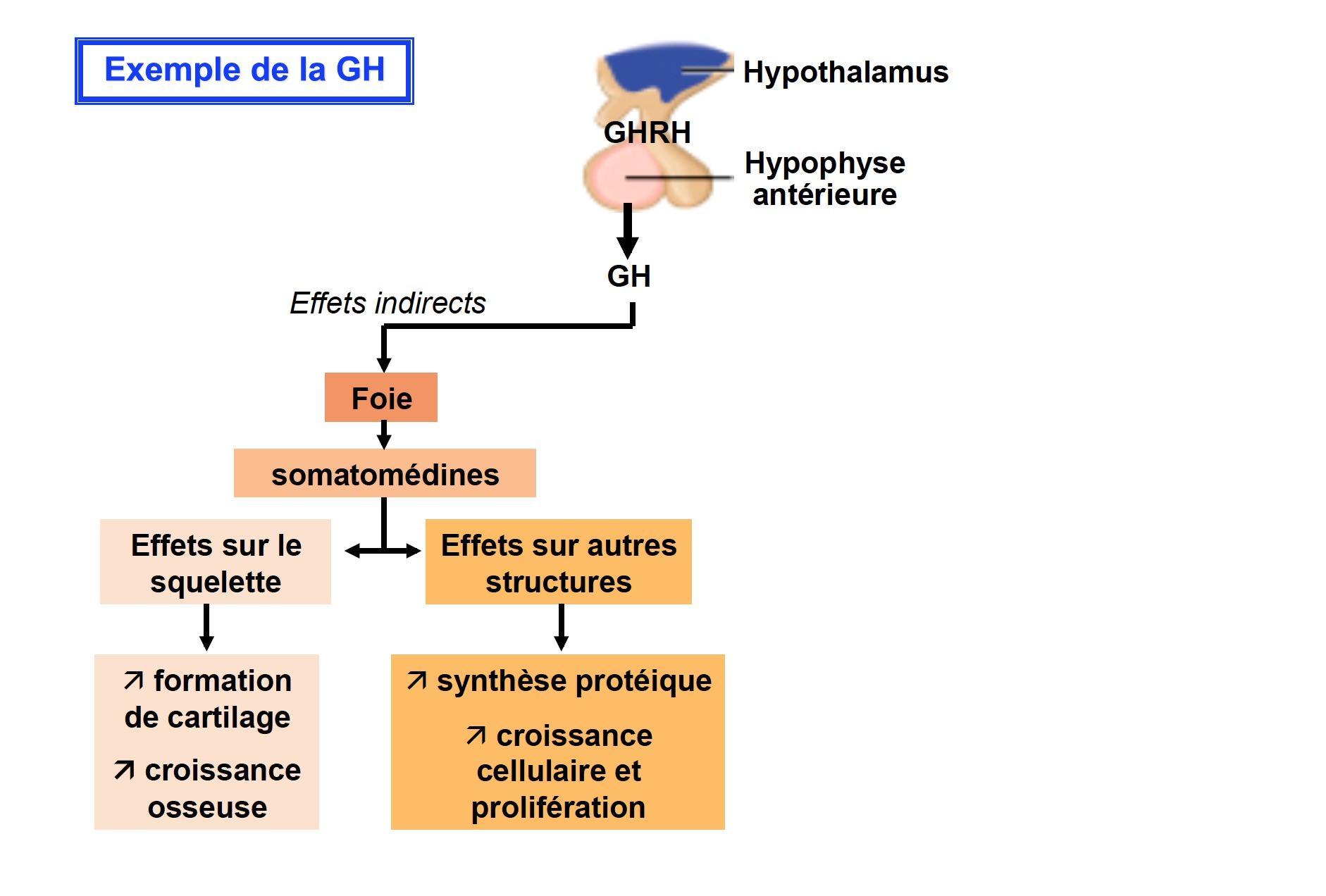 La GnRH (Gonadotropin Releasing Hormone ou gonadolibérine) est une hormone hypothalamique peptidique stimulant la synthèse et la sécrétion de la LH et de la FSH et par l'adénohypophyse. 